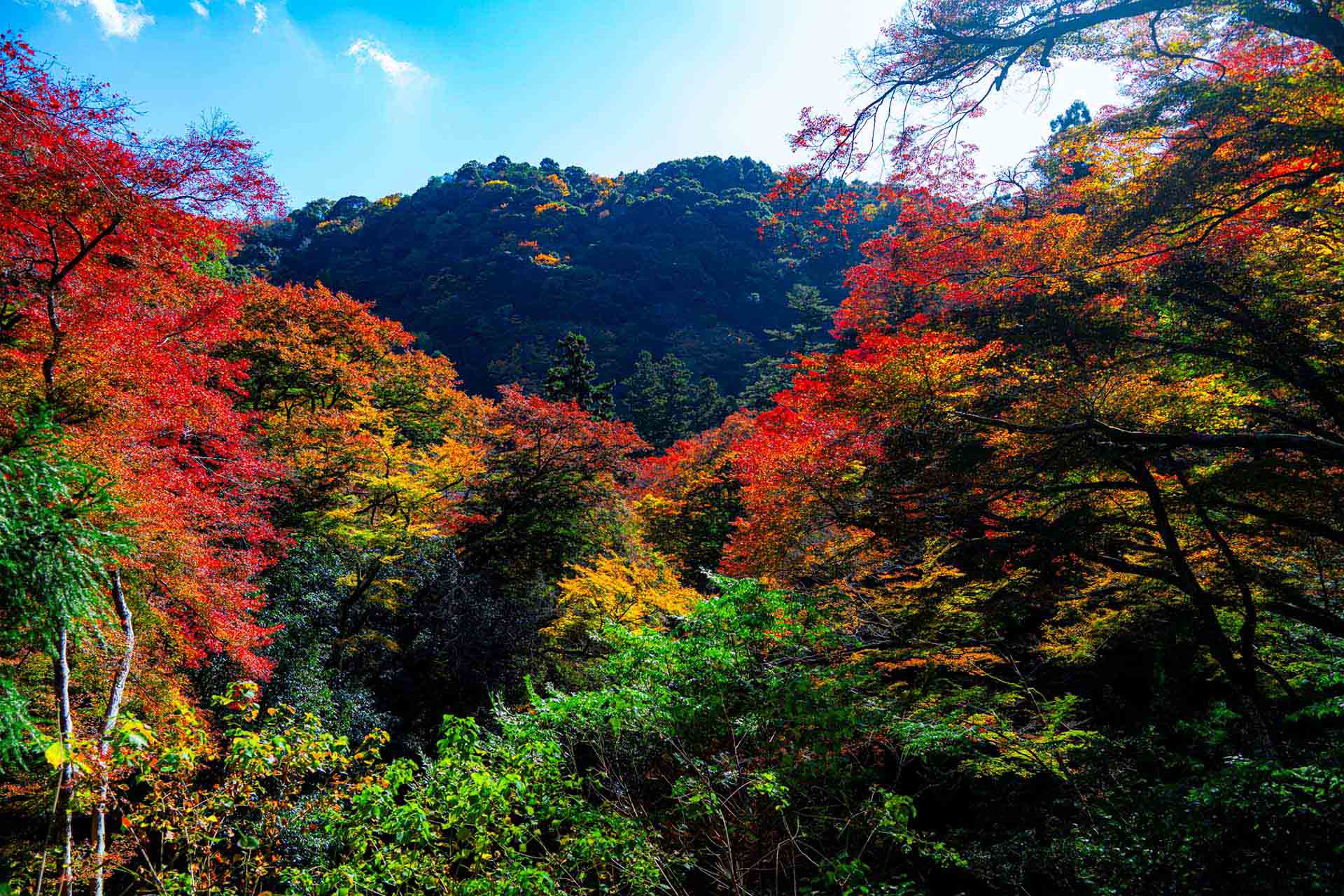 Perplexity AIとは｜AI検索エンジンの特徴・料金・使い方を解説